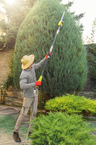 Best Weed Control  in Hedwig Village, TX